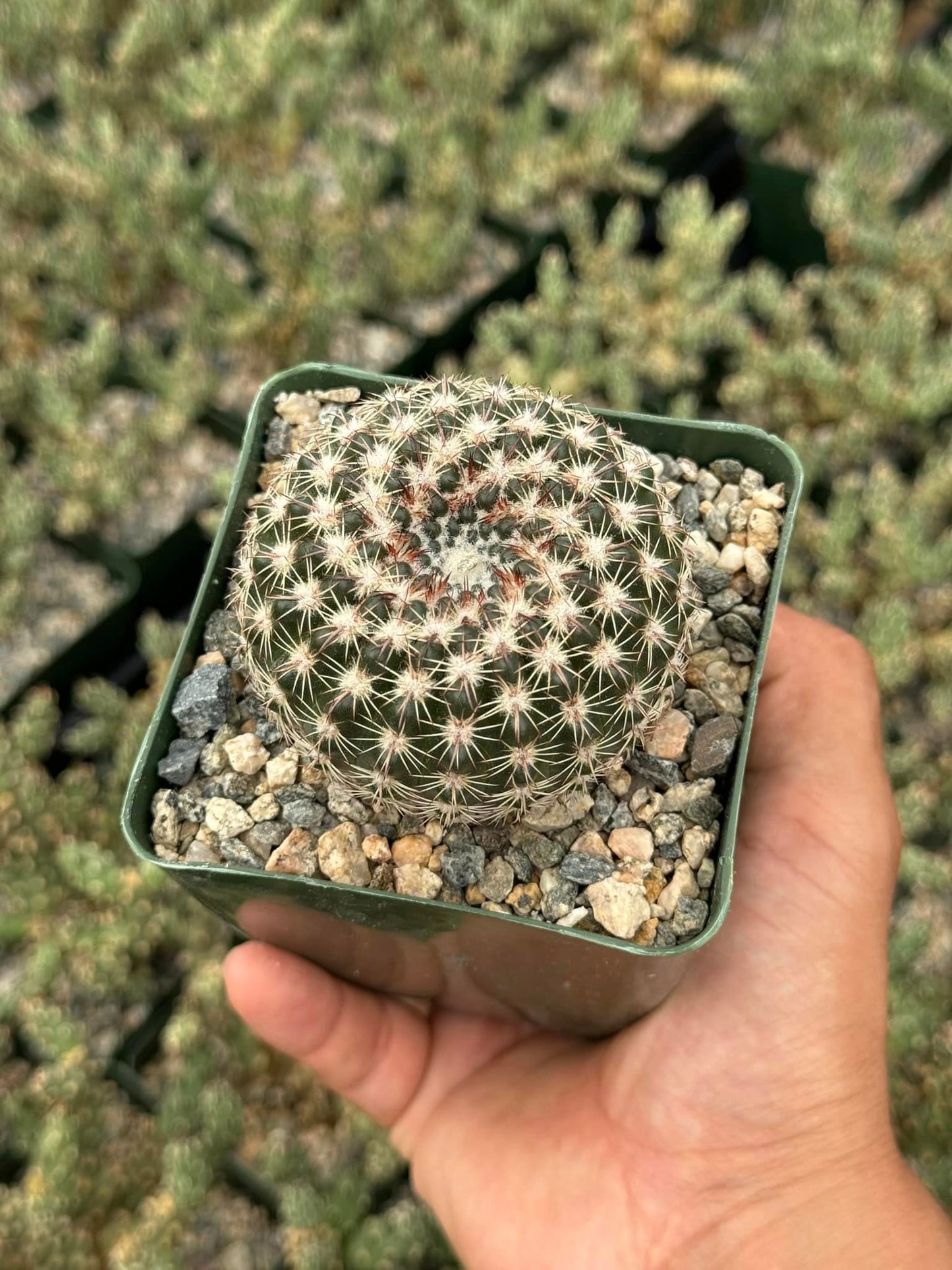 Notocactus ritterianus