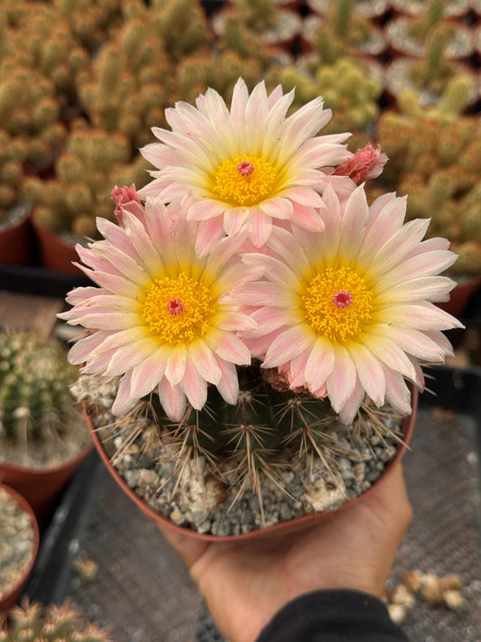Notocactus Roseoluteus 6”