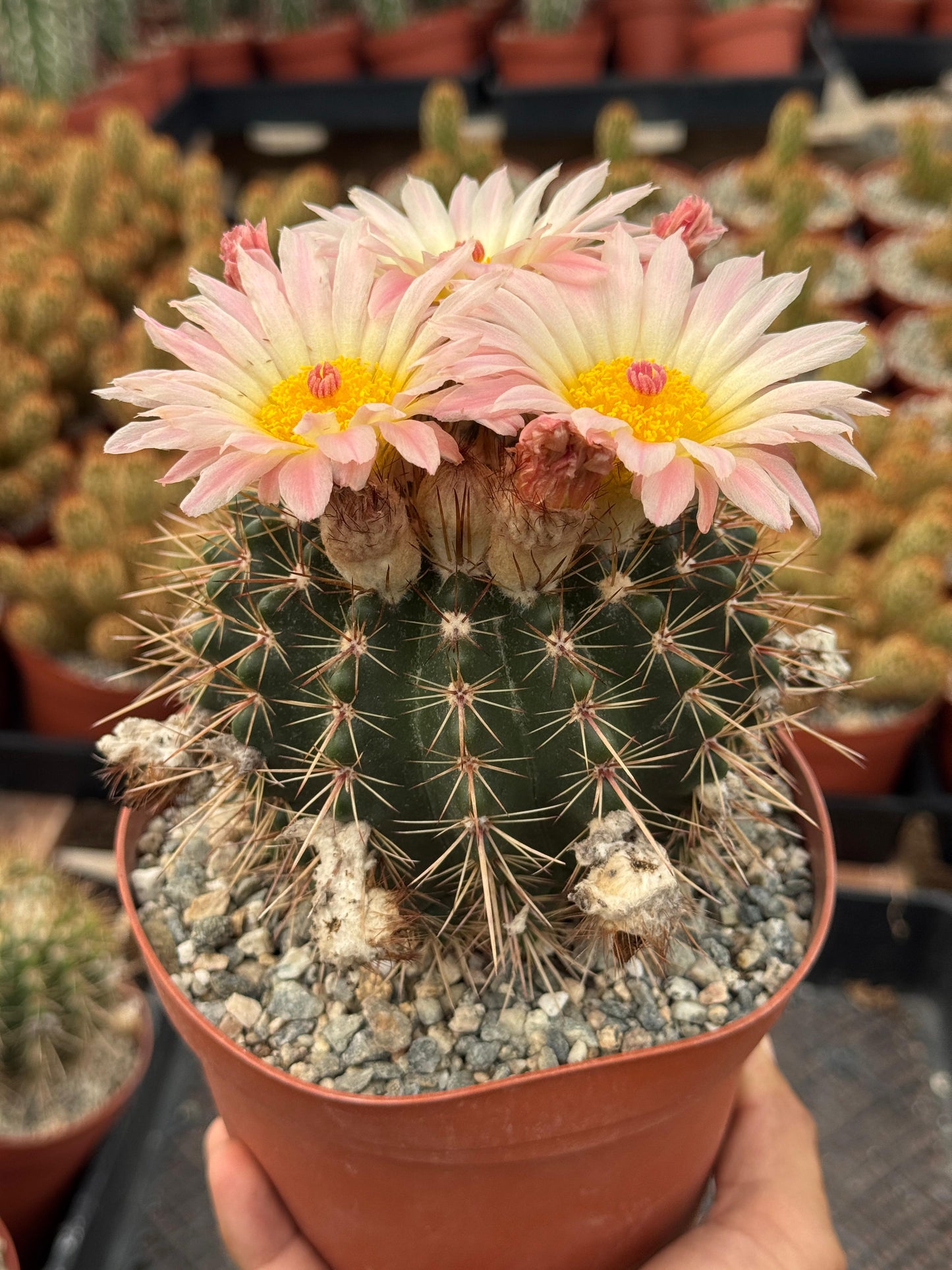Notocactus Roseoluteus 6”