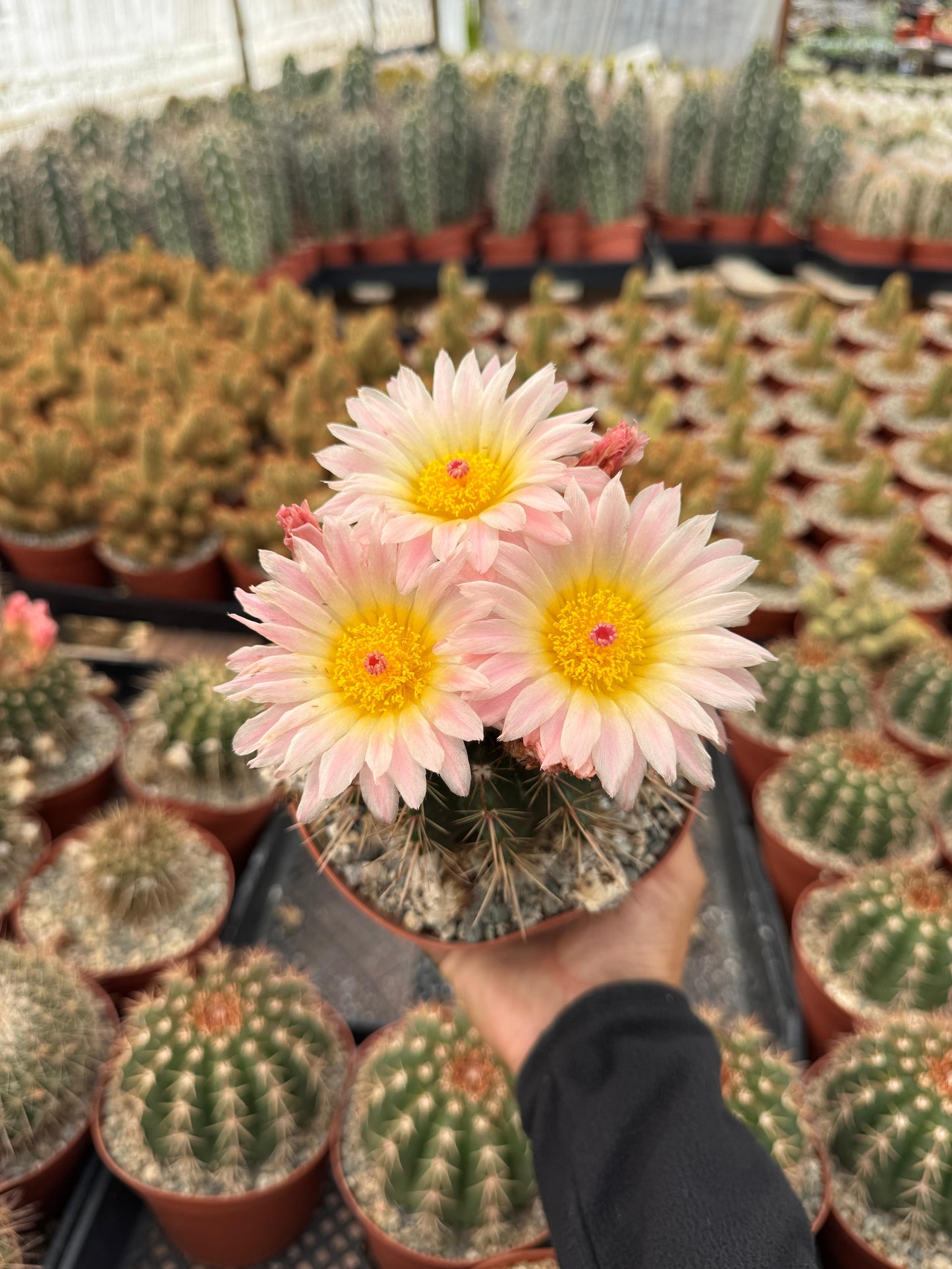 Notocactus Roseoluteus 6”