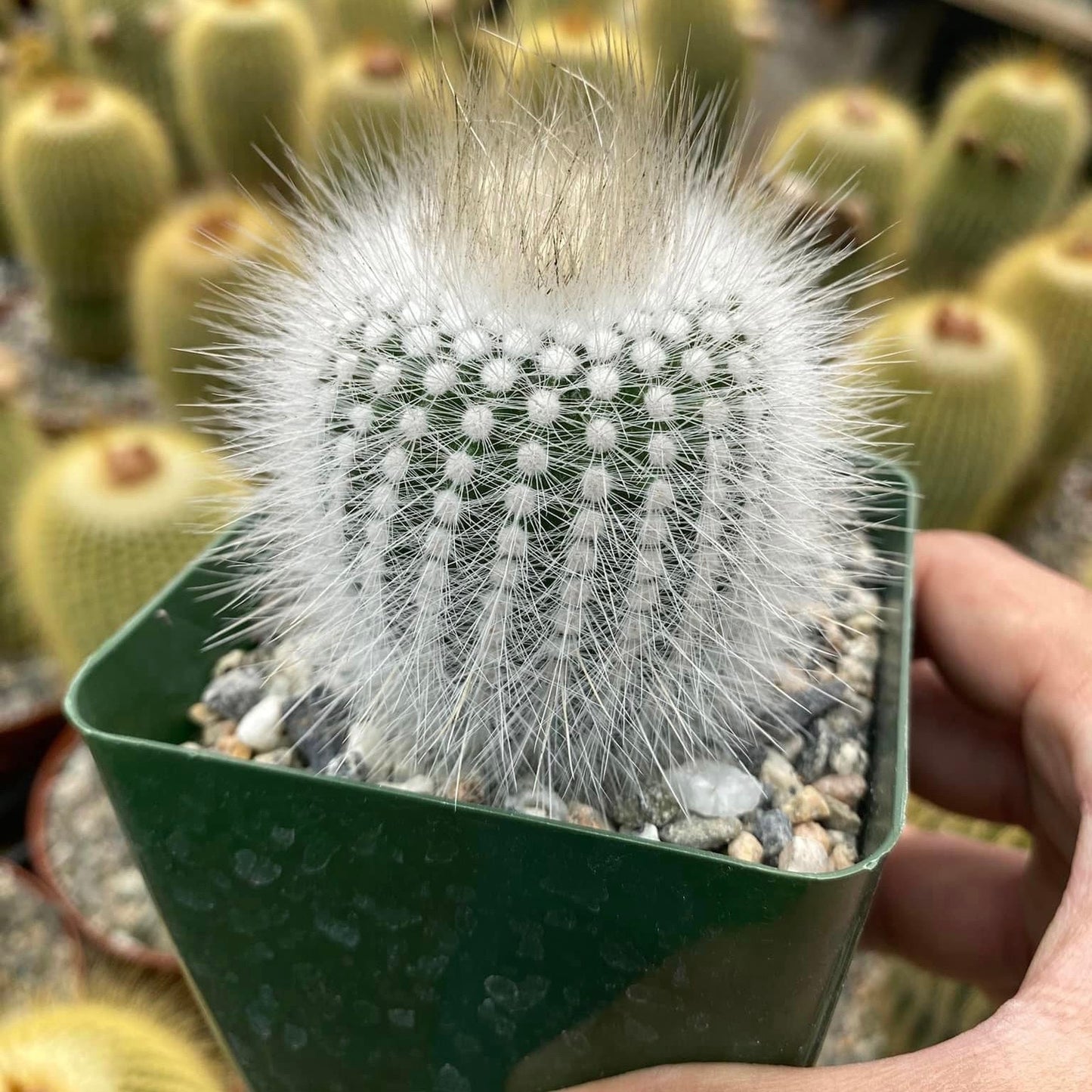 Notocactus rudibuenekeri