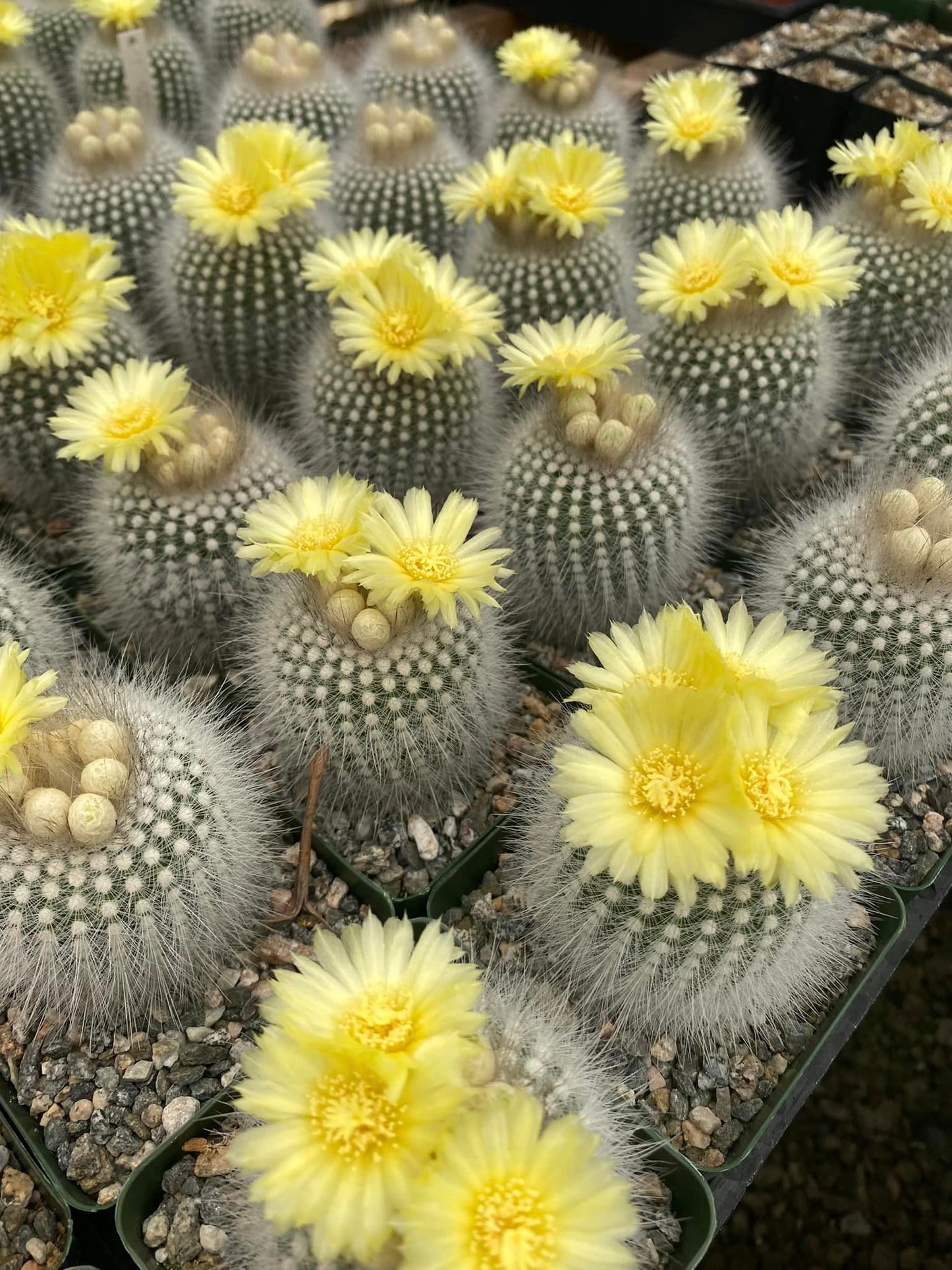 Notocactus rudibuenekeri