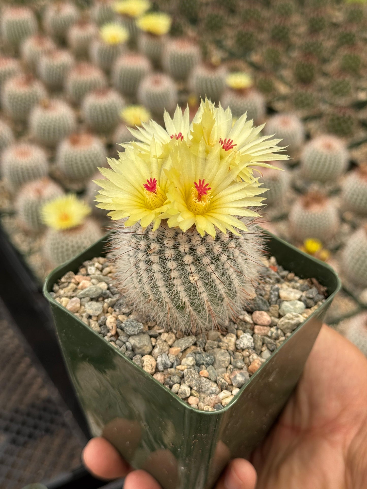 Notocactus scopa var. Rubra