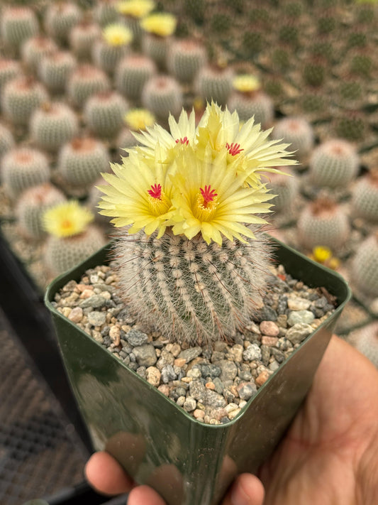 Notocactus scopa var. Rubra