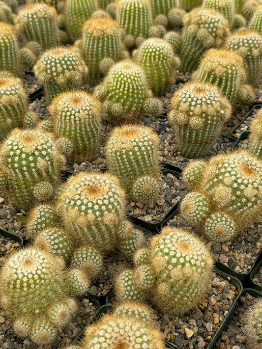 Notocactus ssp. Neobuenekerii