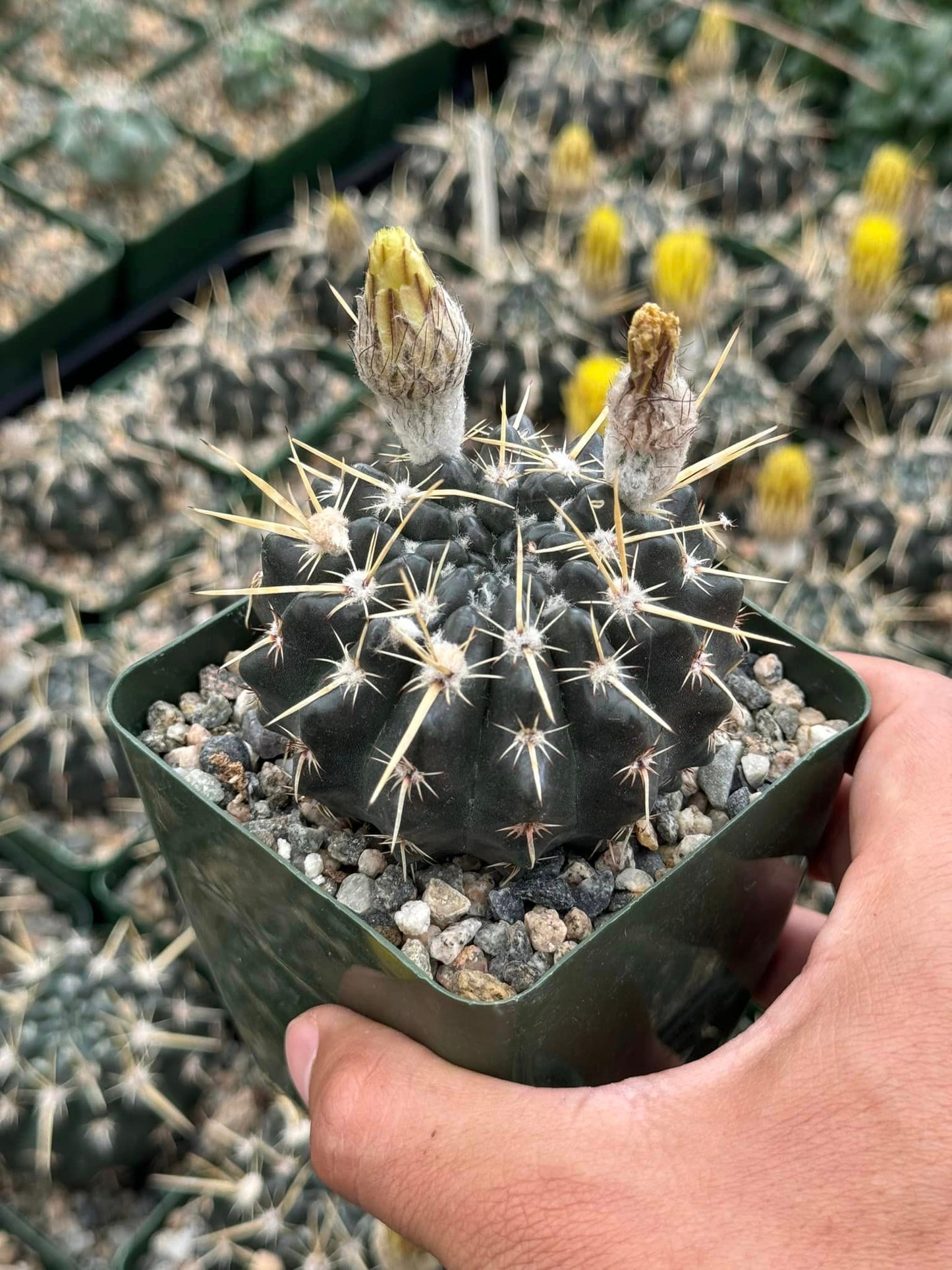 Notocactus tureckeianus