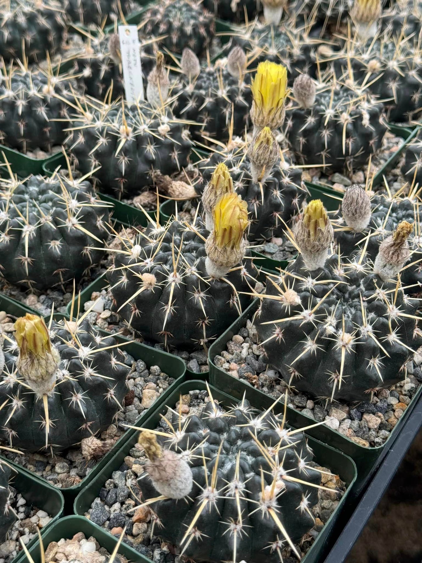 Notocactus tureckeianus