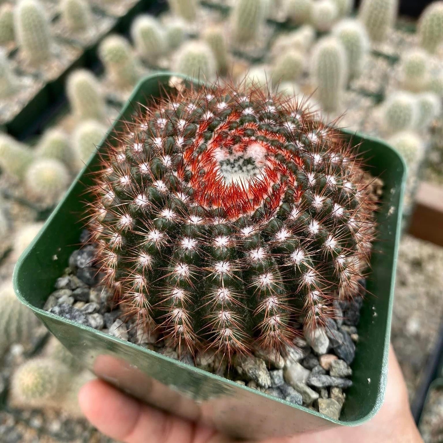 Notocactus vanvlietti