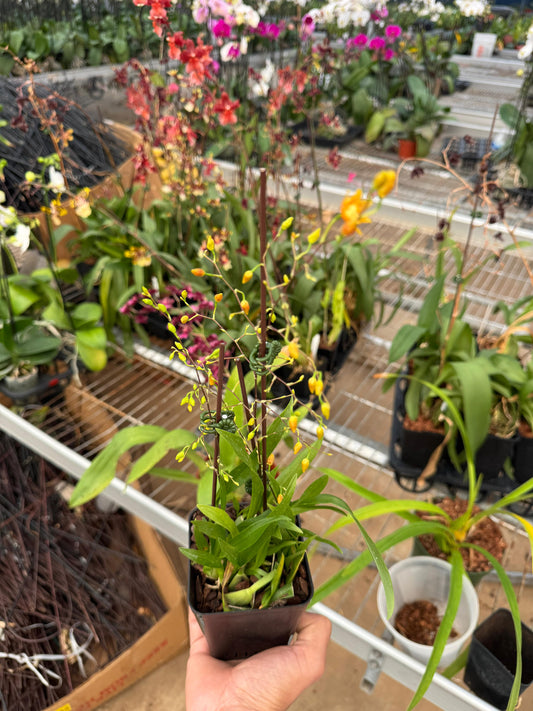 Oncidium Twinkle 'Oro'