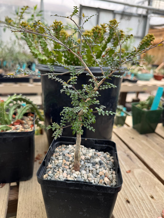 Operculicarya decaryi