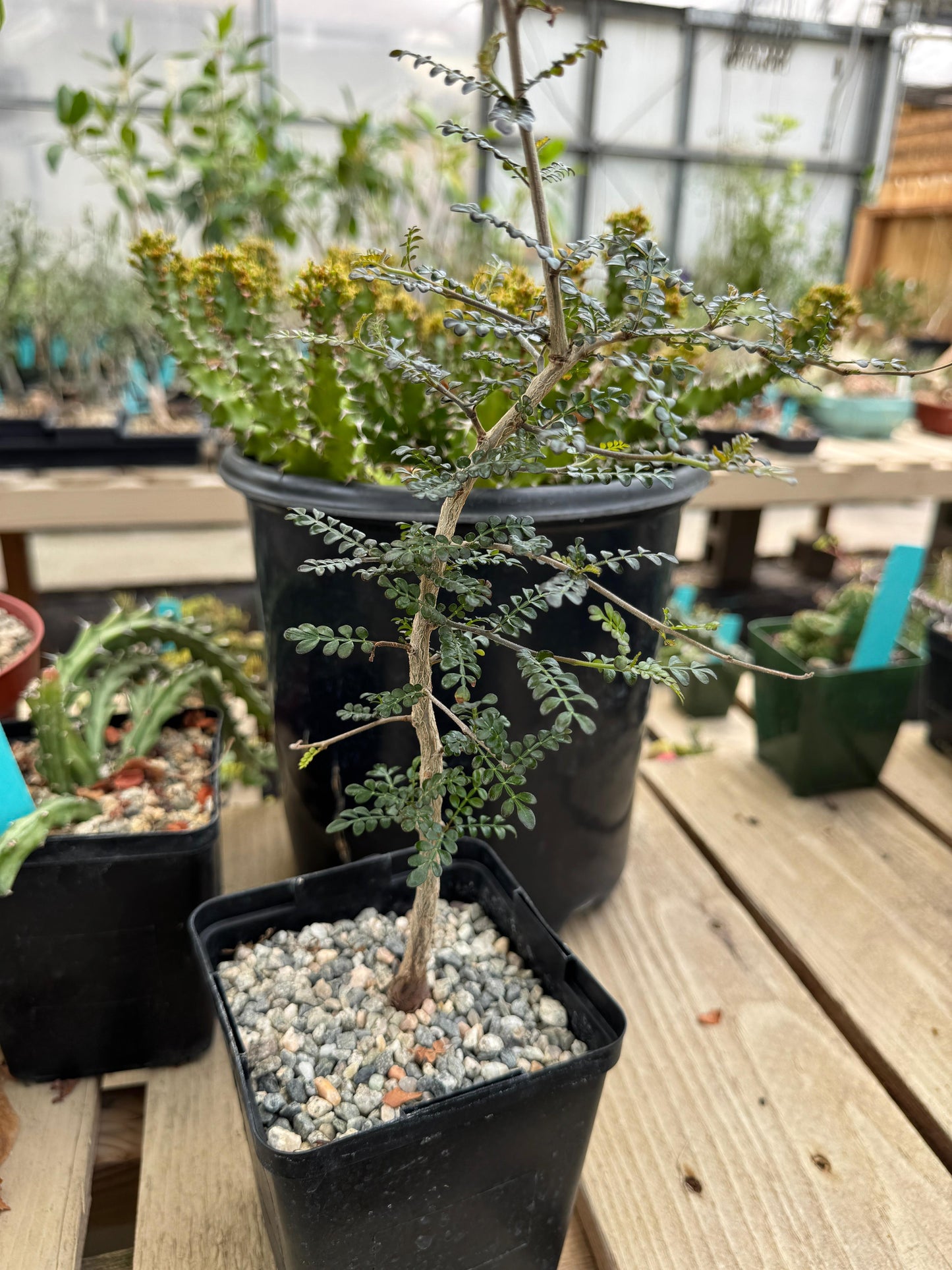 Operculicarya decaryi