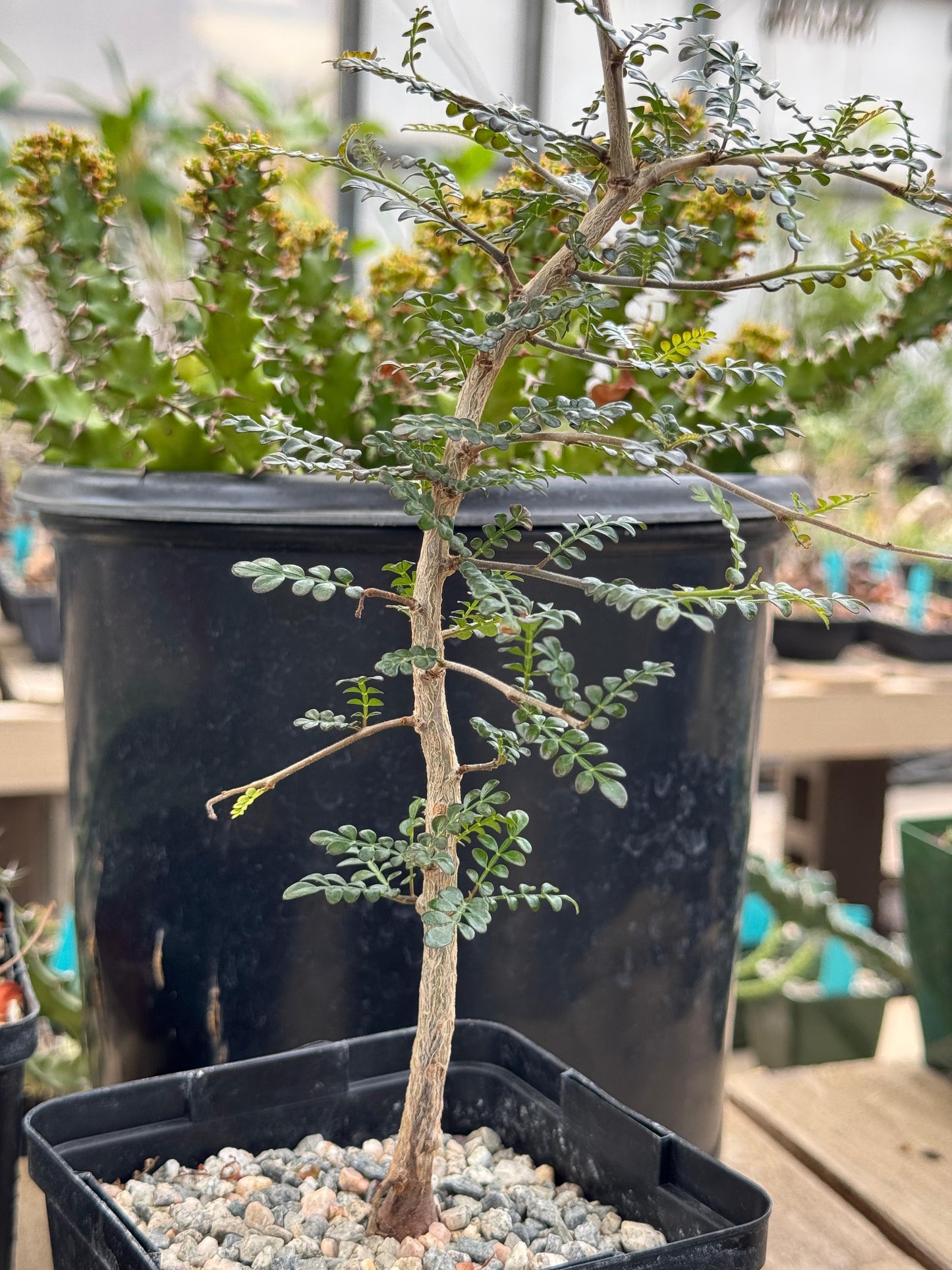 Operculicarya decaryi