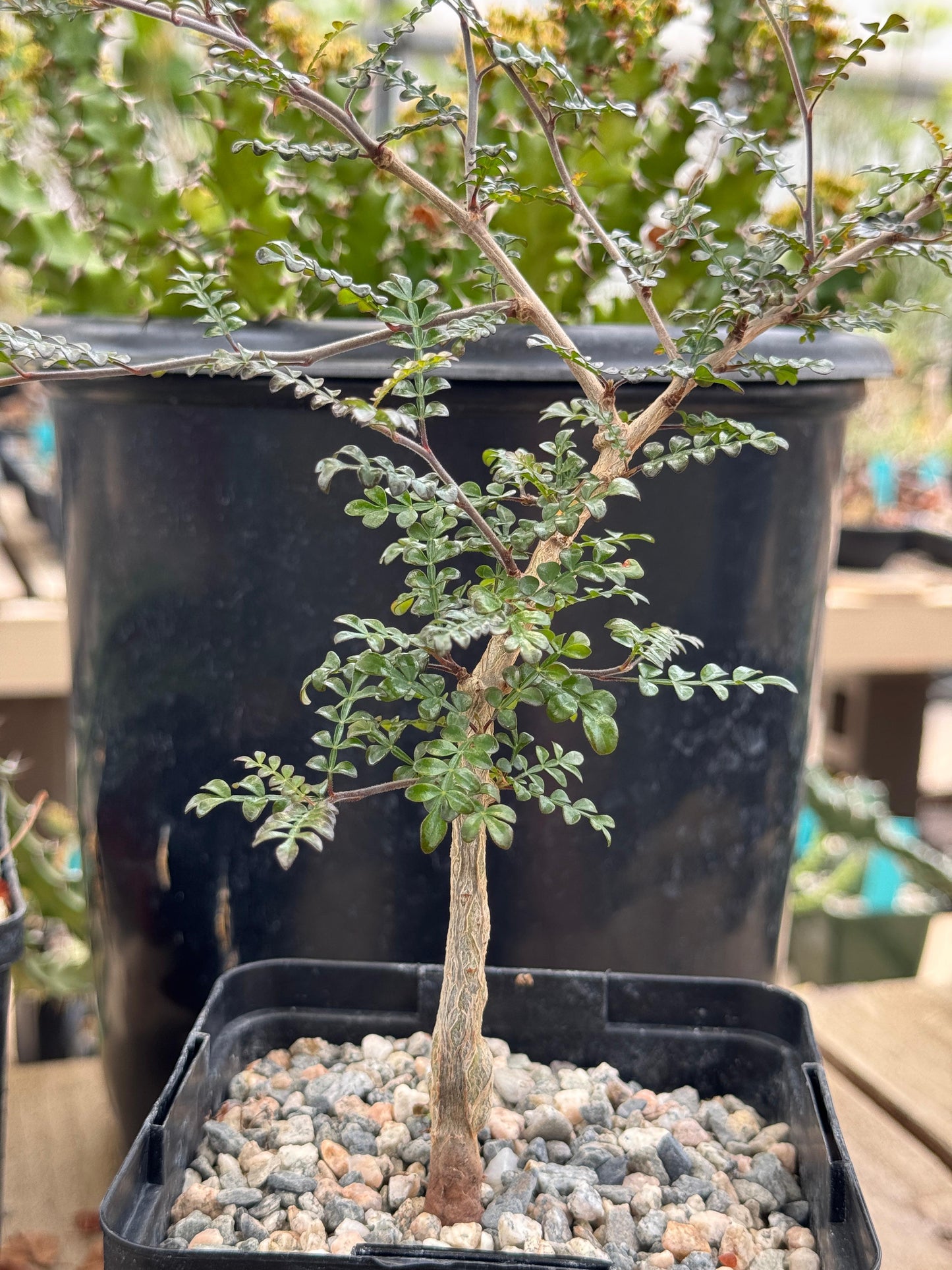 Operculicarya decaryi