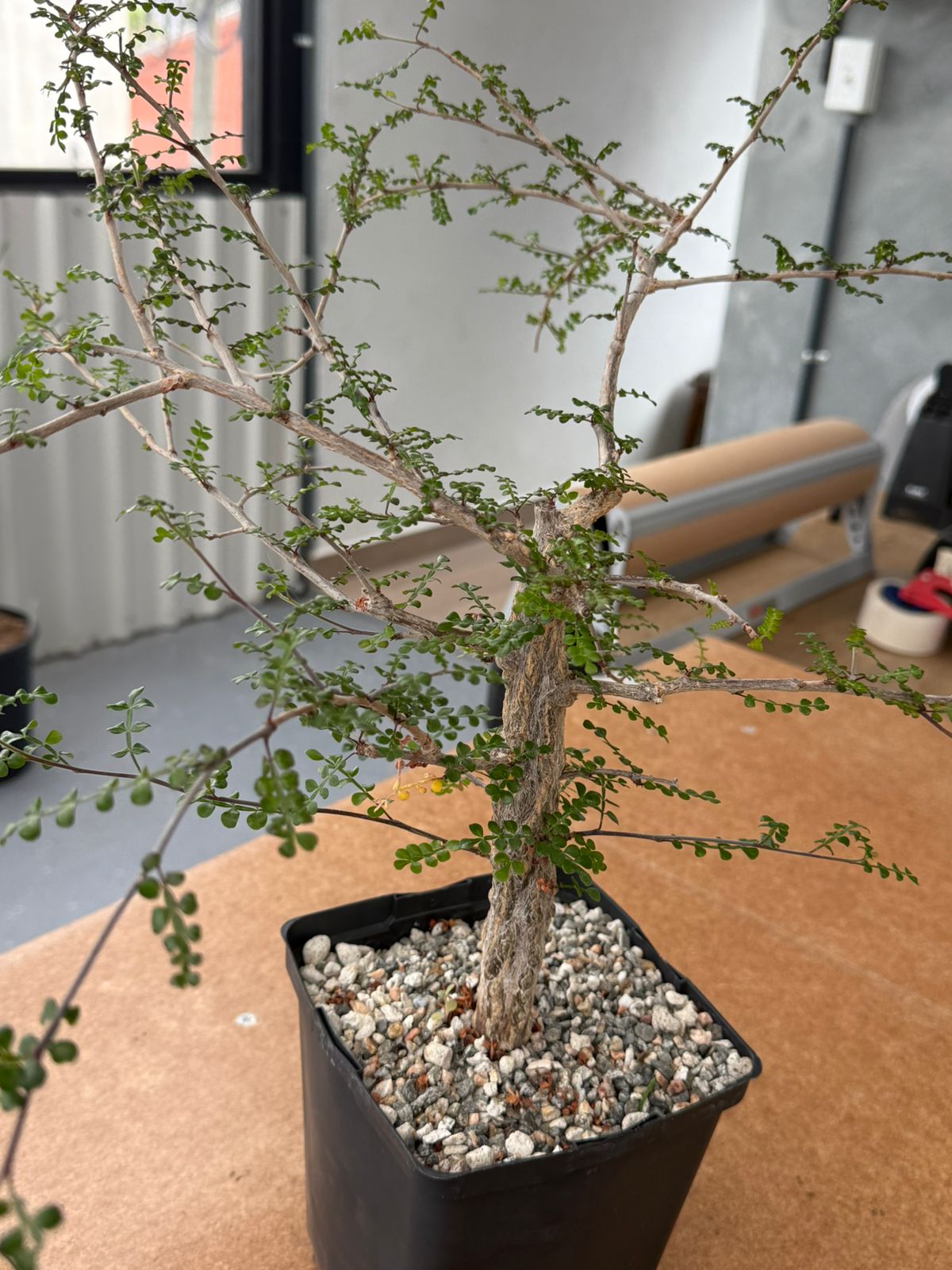 Operculicarya decaryi (M)