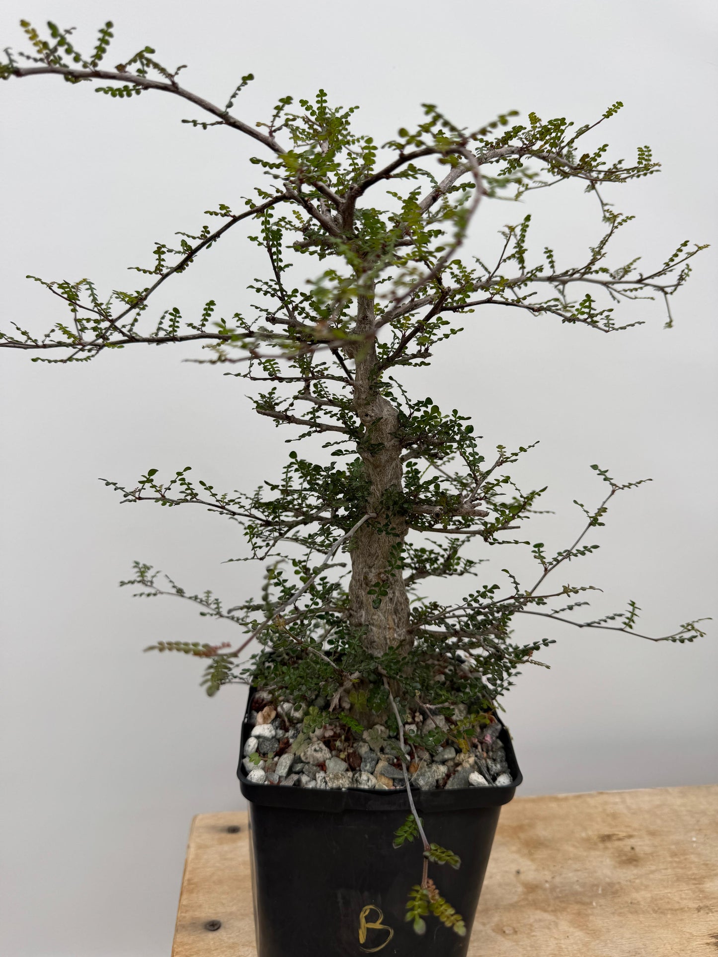 Operculycaria decaryi old (G)