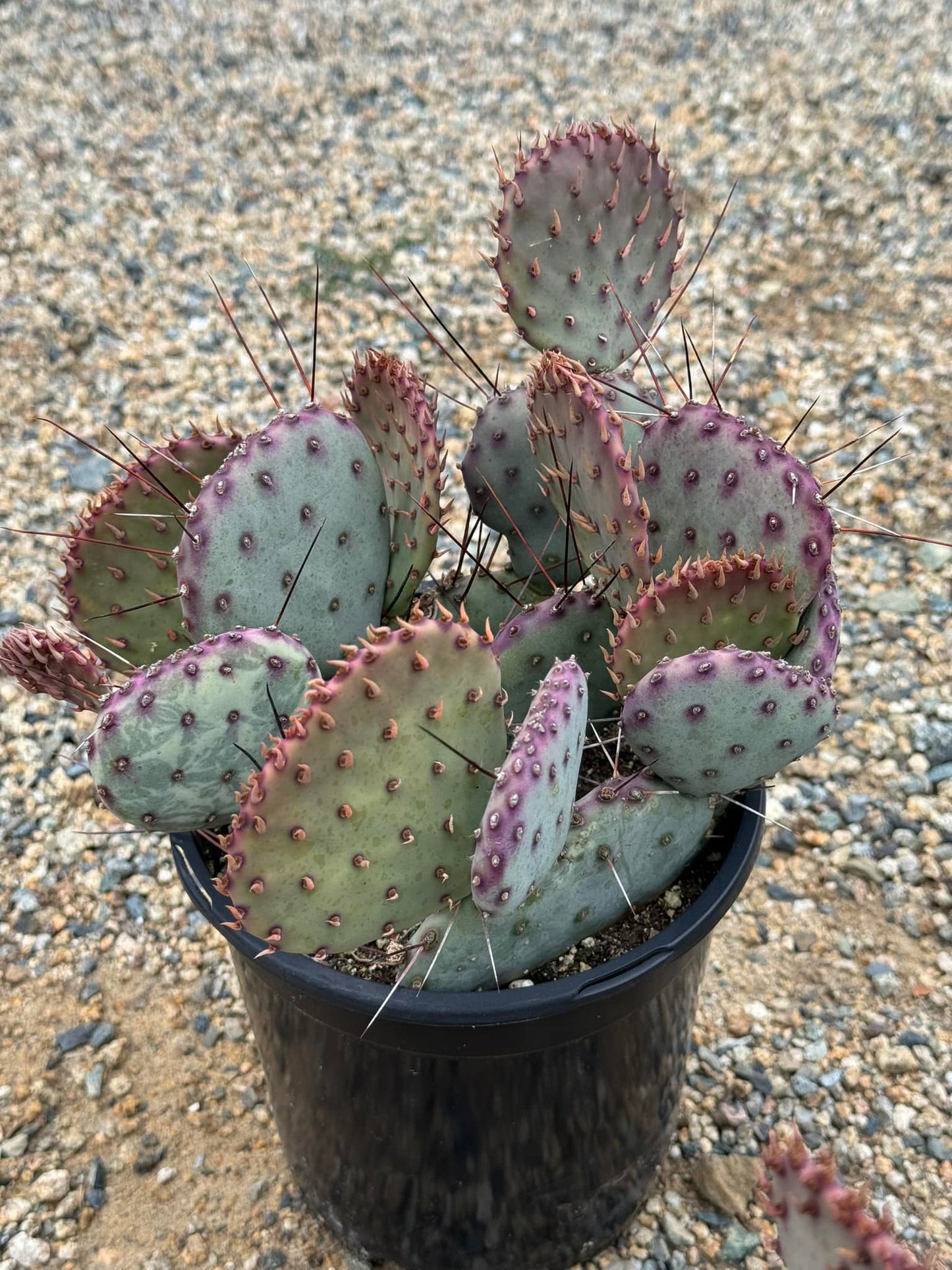 Opuntia Santa Rita