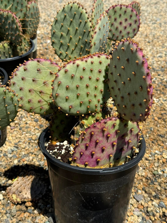 Opuntia Santa Rita