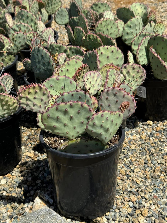 Opuntia Santa Rita