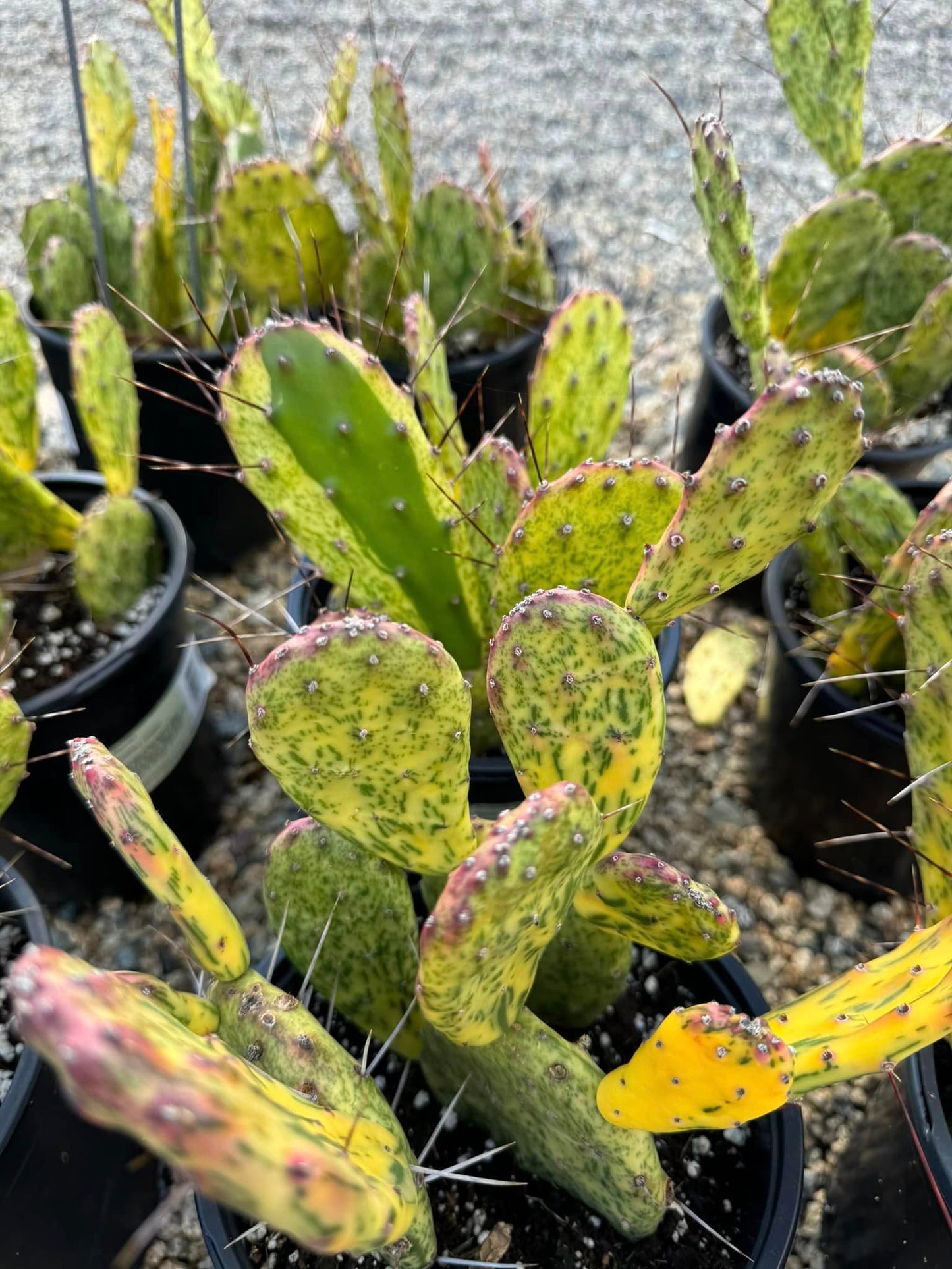 Opuntia sunburst