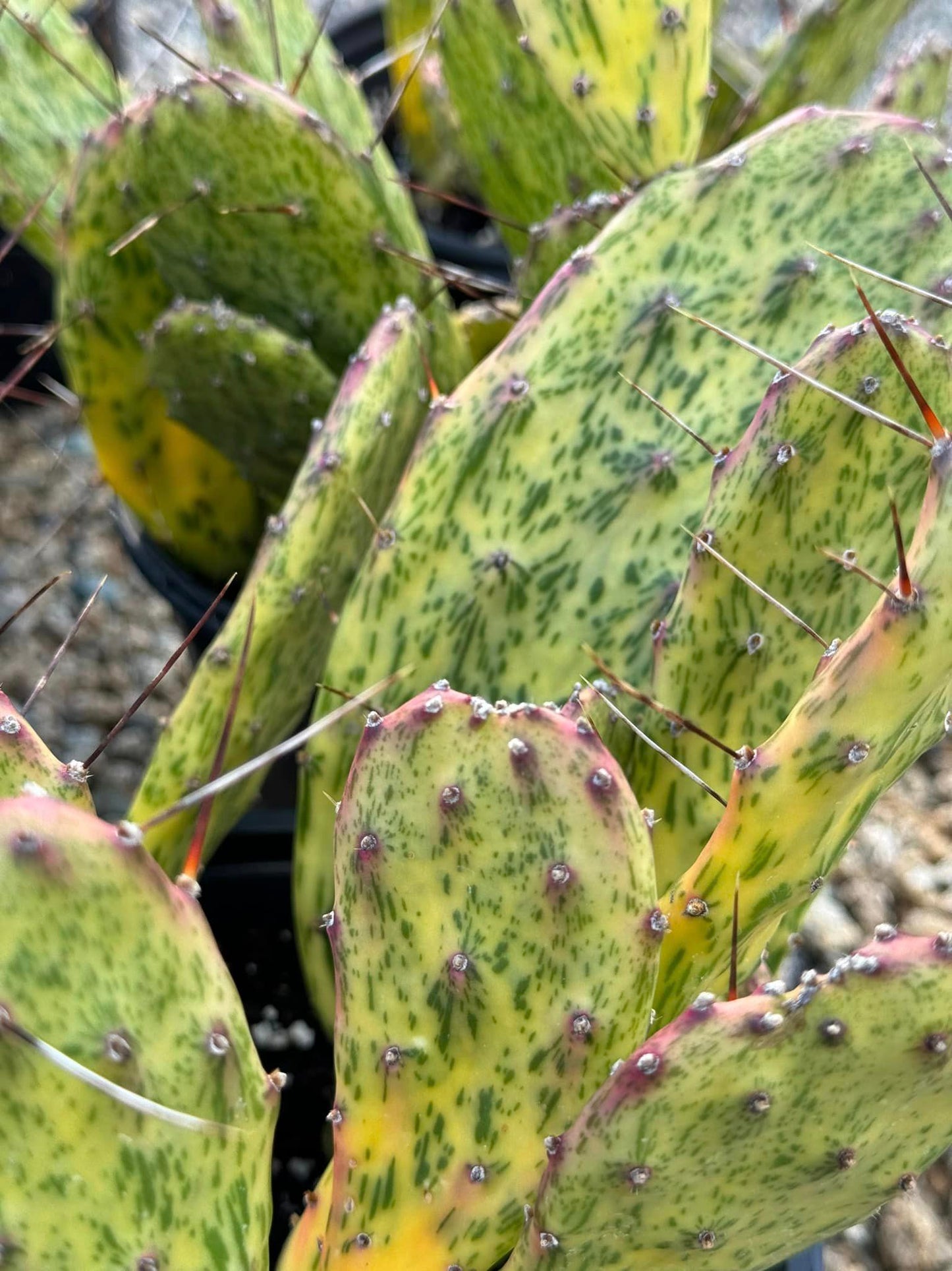 Opuntia sunburst