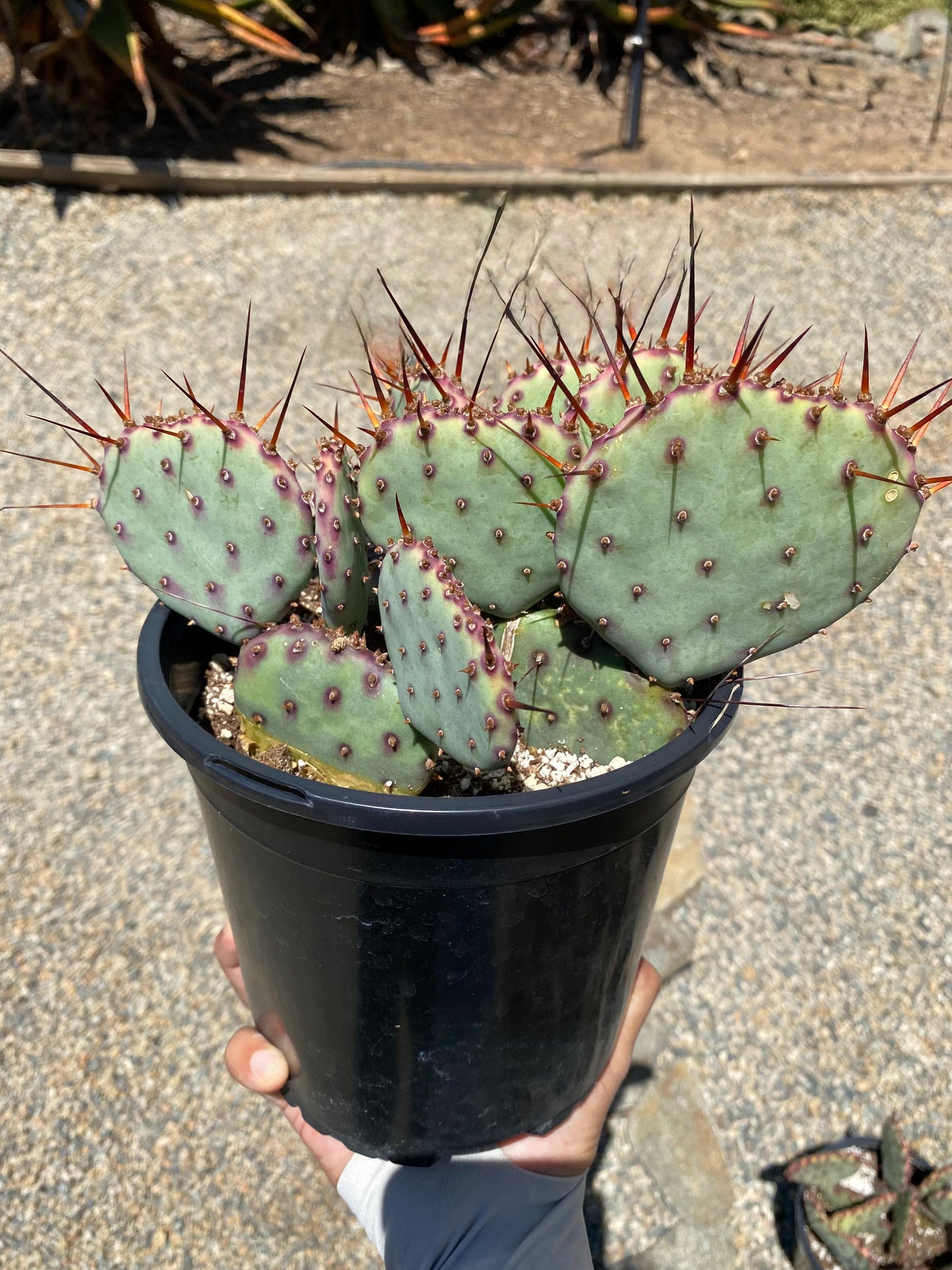 Opuntia amethyst wave