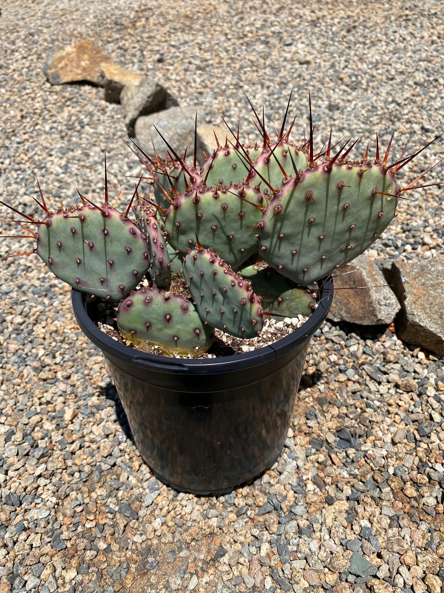 Opuntia amethyst wave