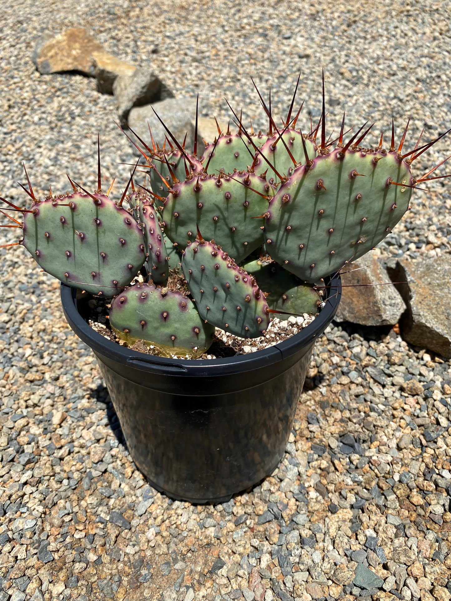 Opuntia amethyst wave