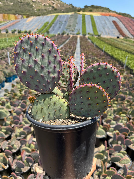 Opuntia santa Rita (2G)