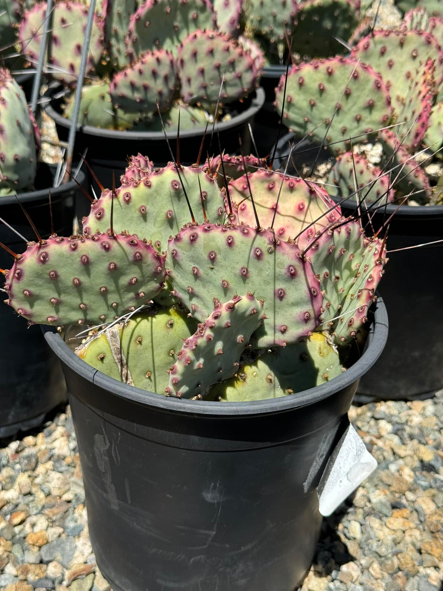 Opuntia sapphire wave