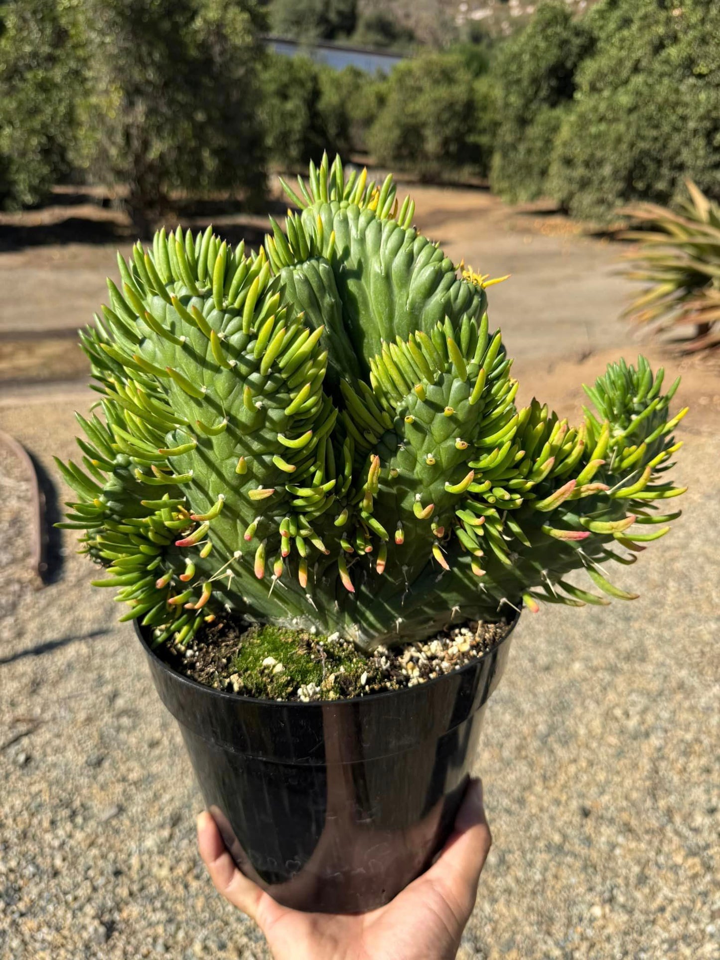 Opuntia subulata crestada