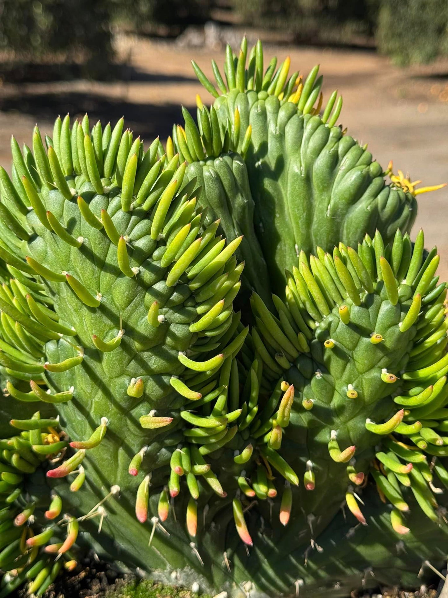 Opuntia subulata crestada