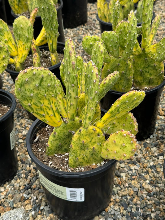 Opuntia sunburts