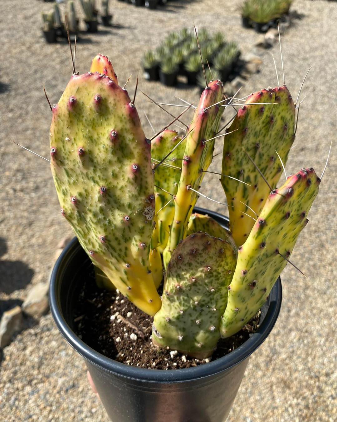 Opuntia sunburst