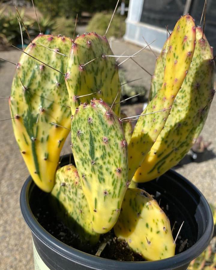 Opuntia sunburst