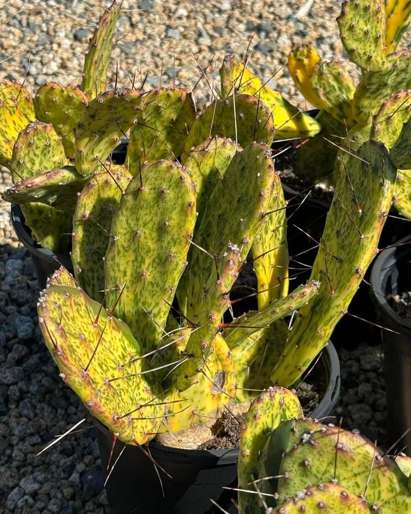 Opuntia sunburst