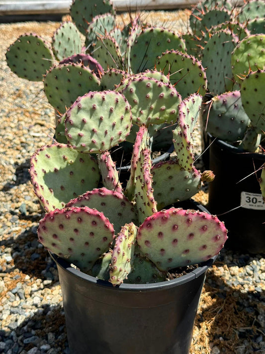 Opuntia amethyst wave