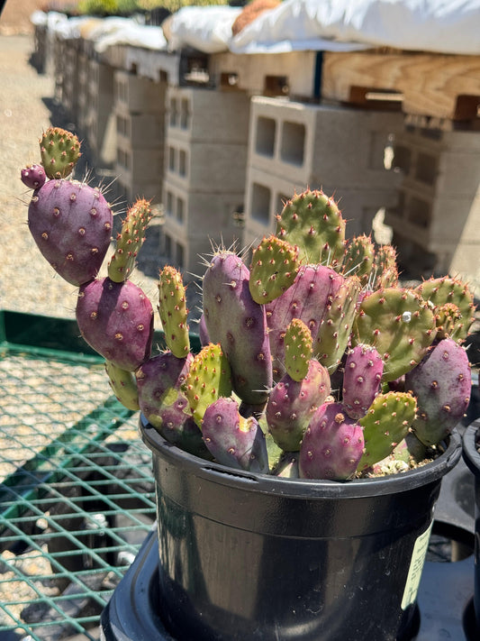 Opuntia baby Rita