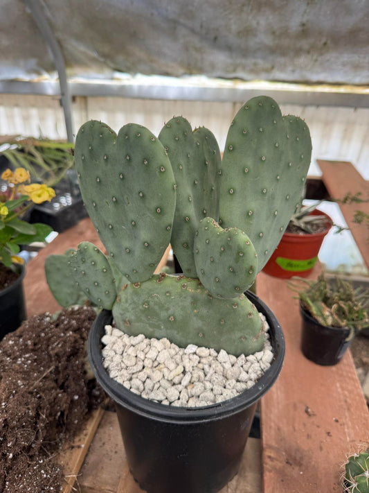 Opuntia robusta heart