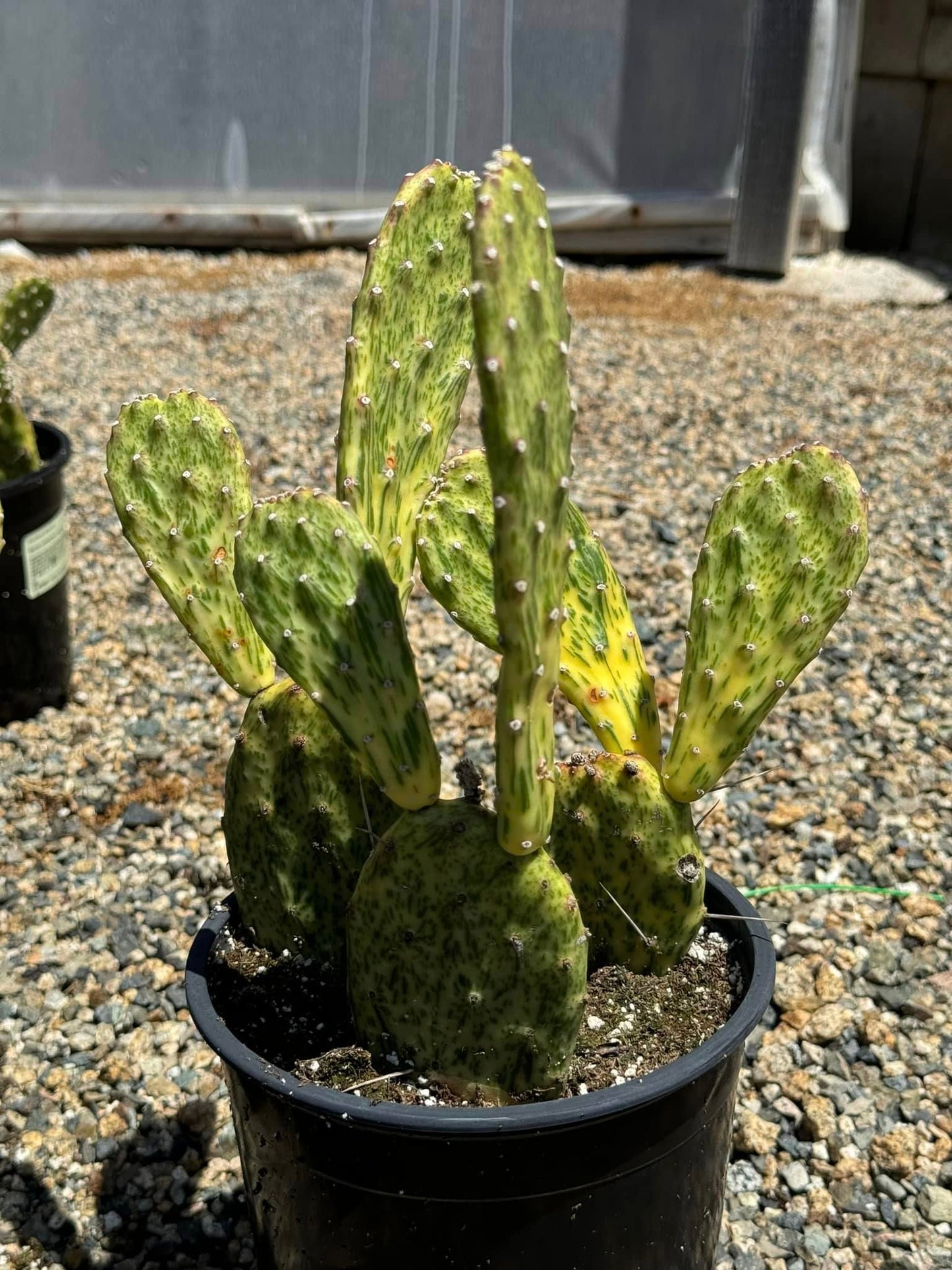 Opuntia sapphire wave