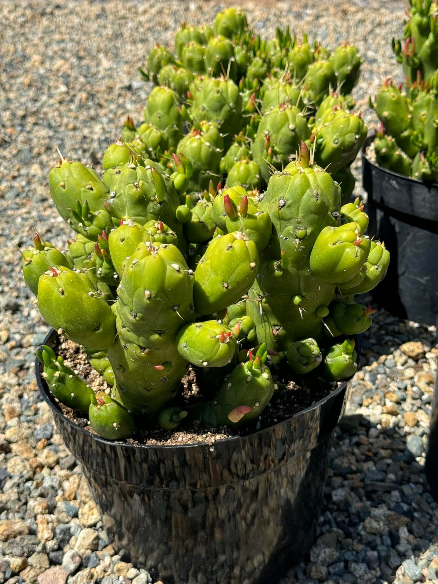 Opuntia subulata mounstruosa gumbi