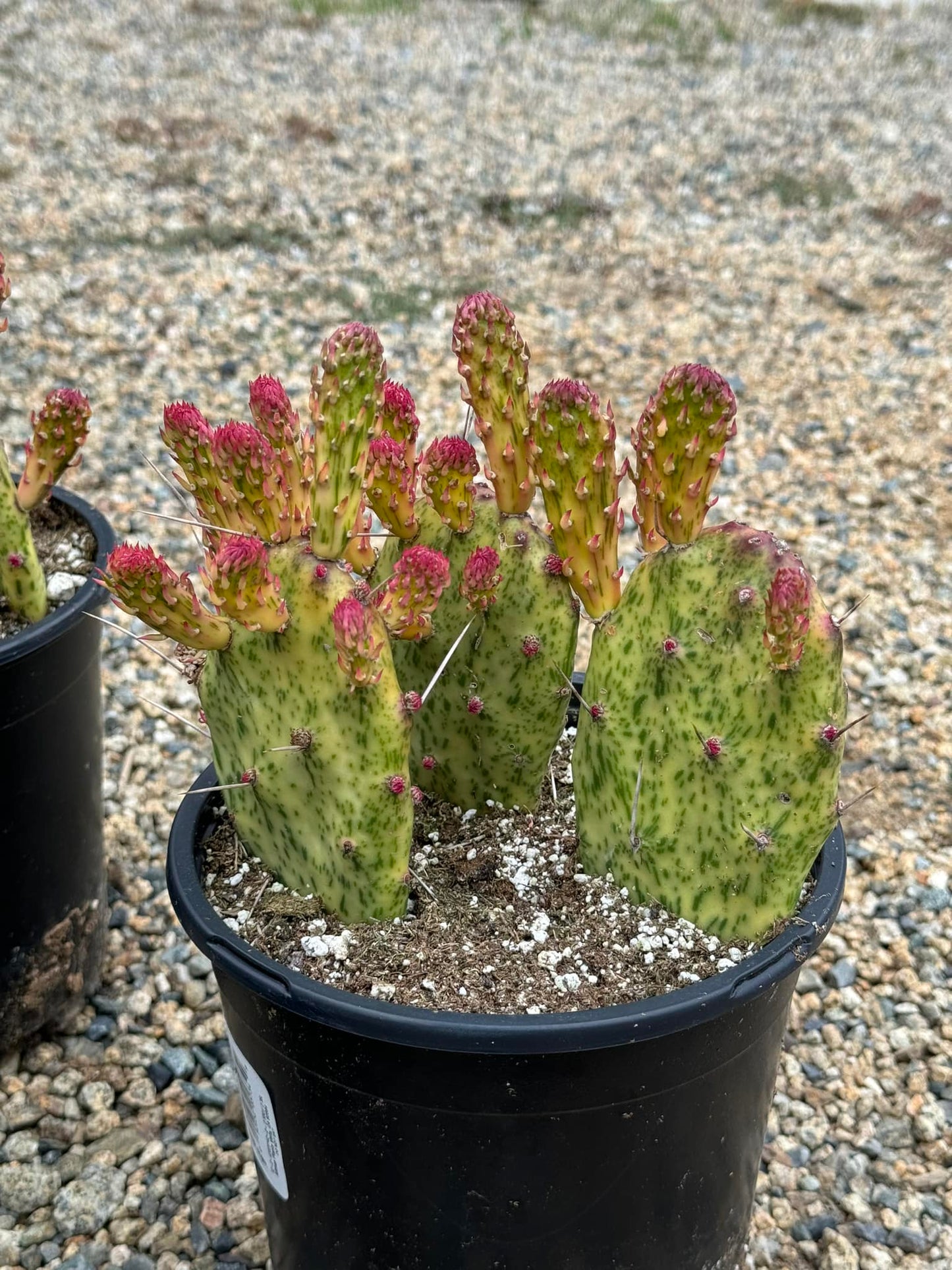 Opuntia sunburst