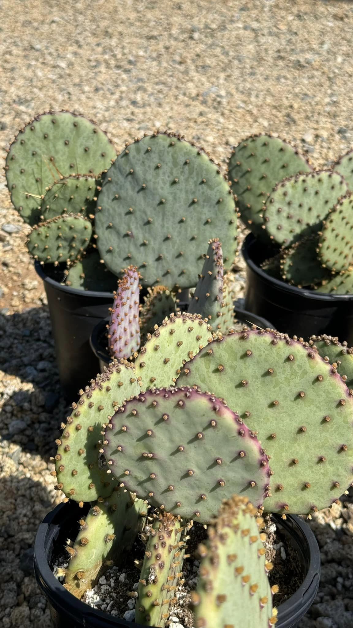 Opuntia variedades