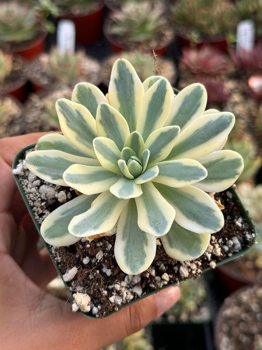 Orostachys f. Luteomedius