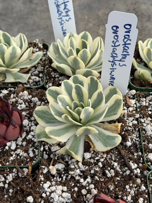 Orostachys orostachysiwave