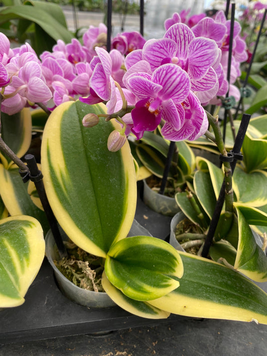 Orquídea Variegada