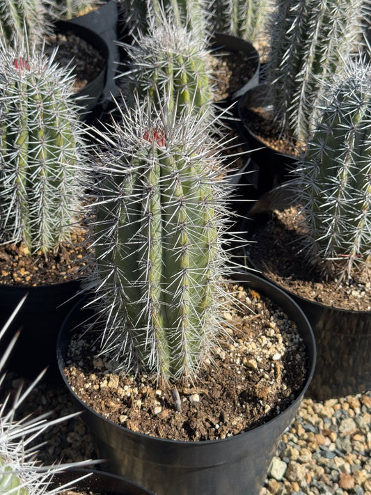 Pachycereus pringlei 8”