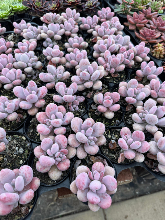 Graptopetalum amesthytinum hibrido