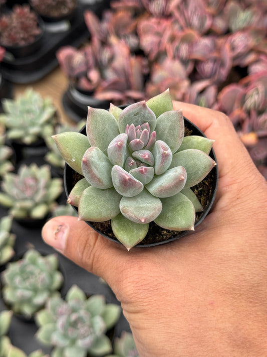 Pachyphytum aquamarine