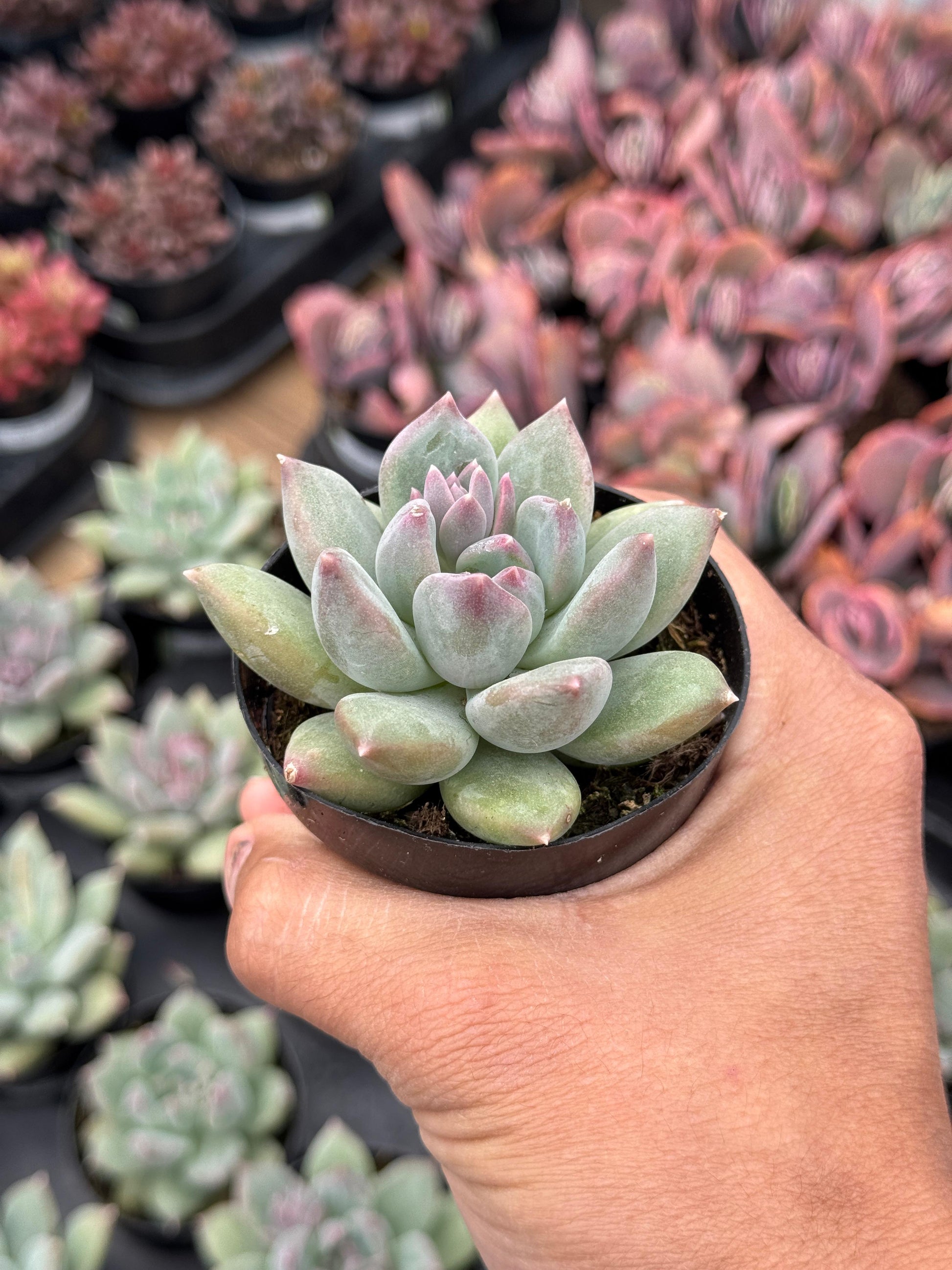 aquamarine succulent Pachyphytum aquamarine – TiaJuanas Plants México