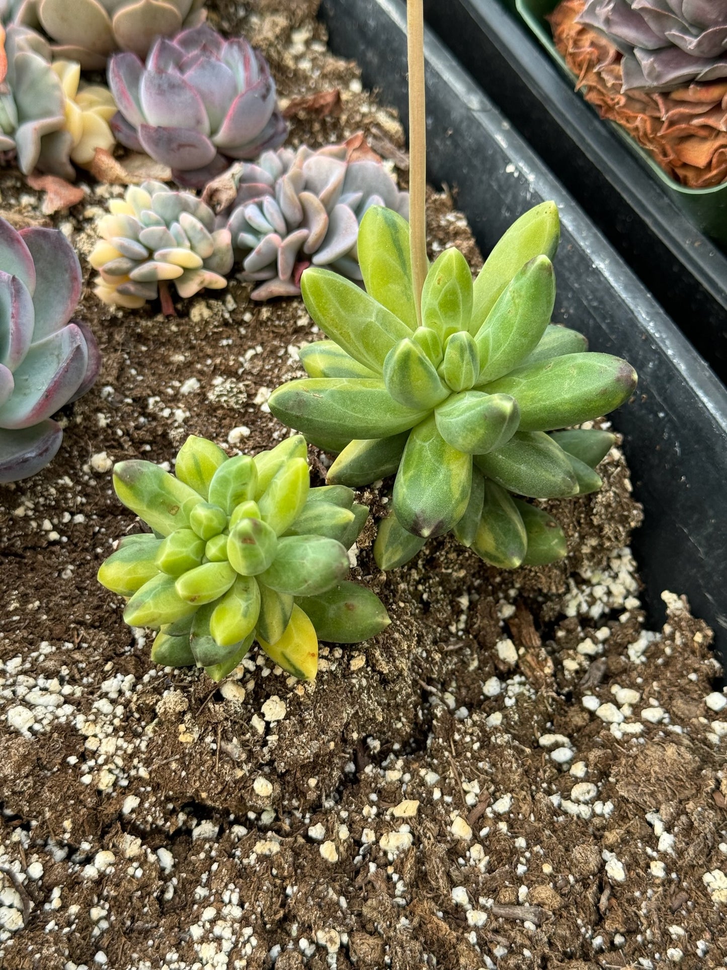 Pachyphytum compactum variegado chico